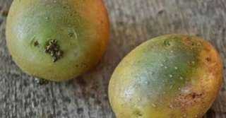 طبيبة تكشف مخاطر اللون الأخضر في البطاطس والباذنجان