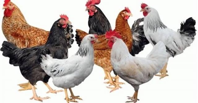 أسعار الدواجن
