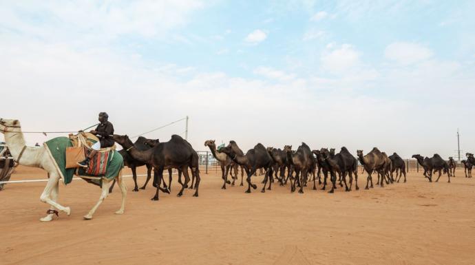 مهرجان الملك عبدالعزيز للإبل يعزز ريادة المملكة في دعم الموروث الثقافي