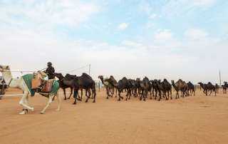 مهرجان الملك عبدالعزيز للإبل يعزز ريادة المملكة في دعم الموروث الثقافي